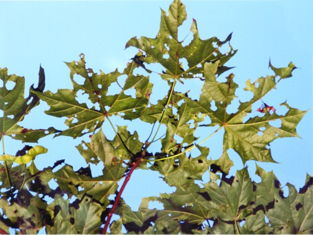 A maple tree showing damage from winter moths. /David Schwartz